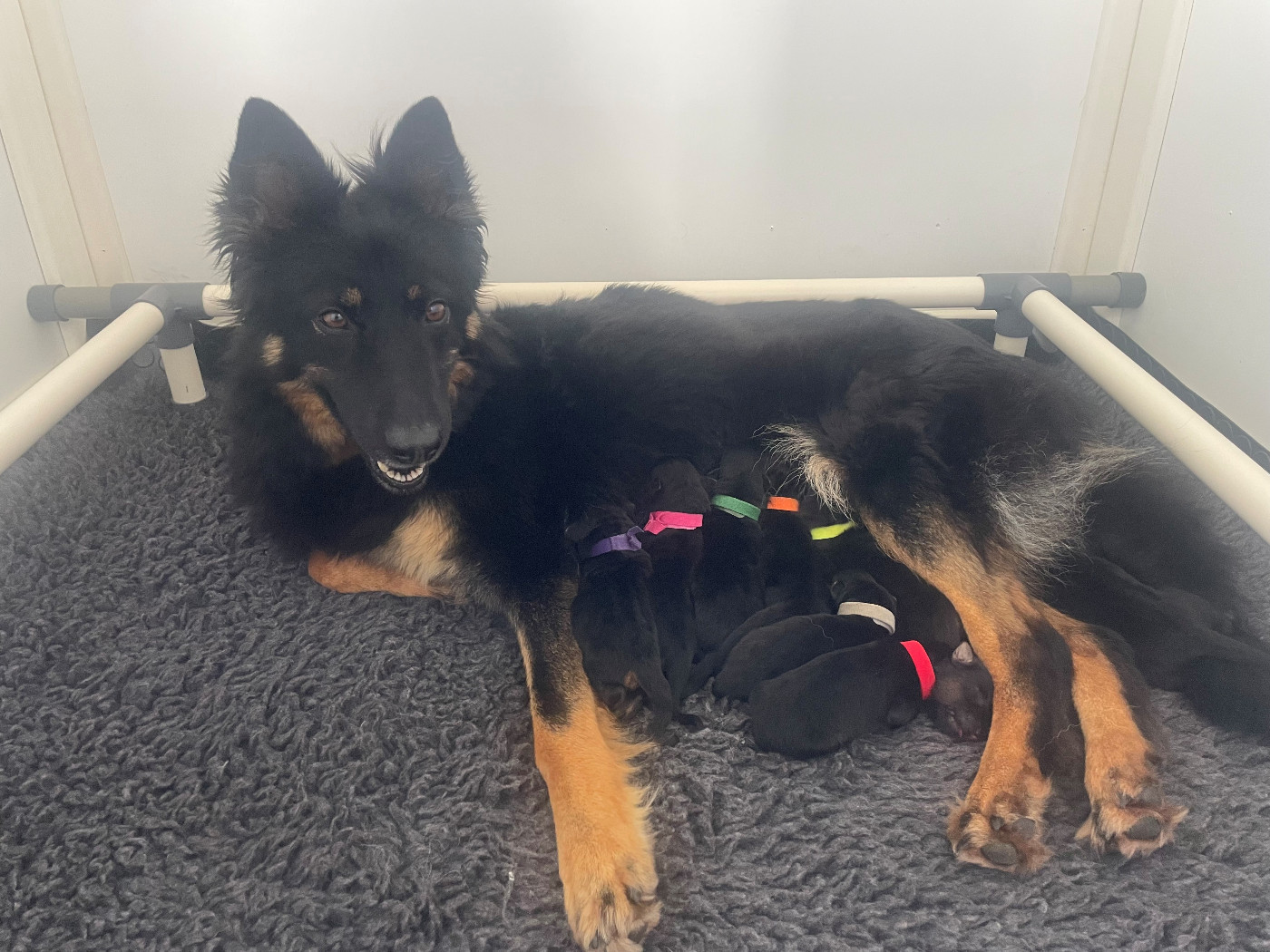 Pleins de bébés par notre belle Saé