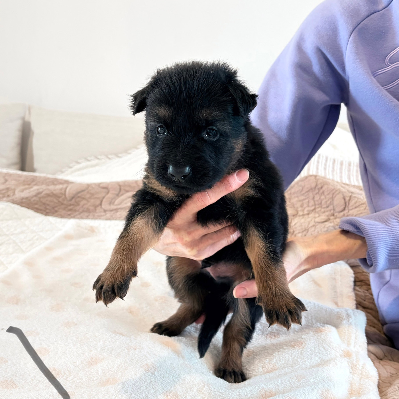 Des Pays Houdanais - Chiots disponibles - Berger de boheme