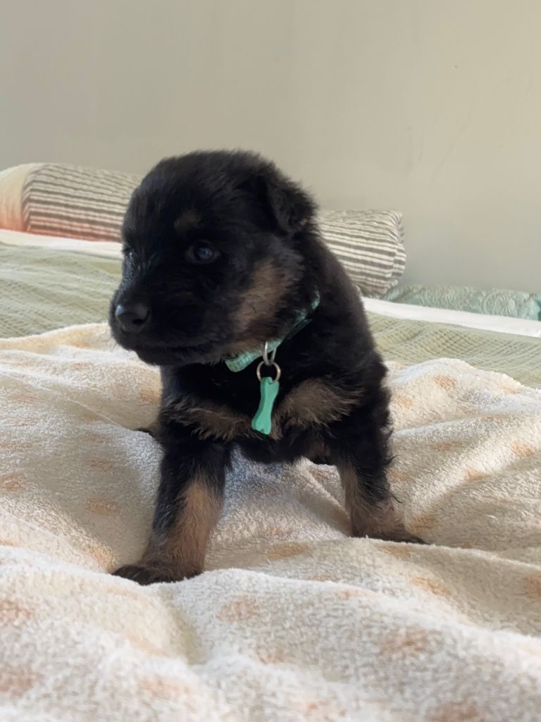 Des Pays Houdanais - Chiots disponibles - Berger de boheme