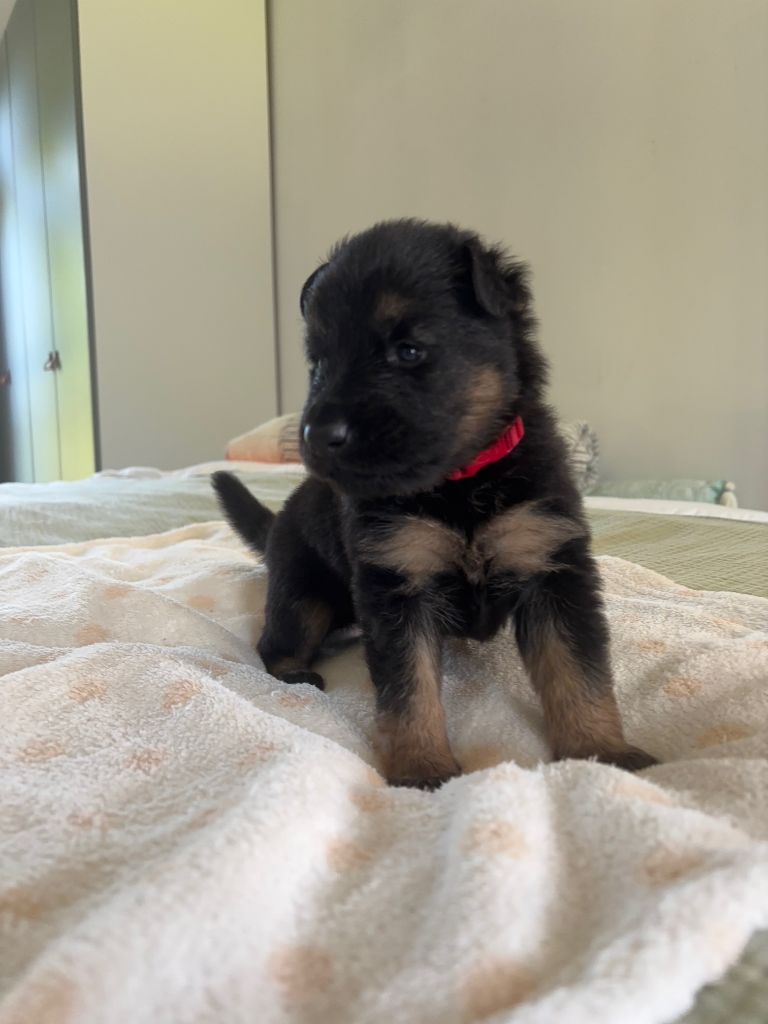Des Pays Houdanais - Chiots disponibles - Berger de boheme