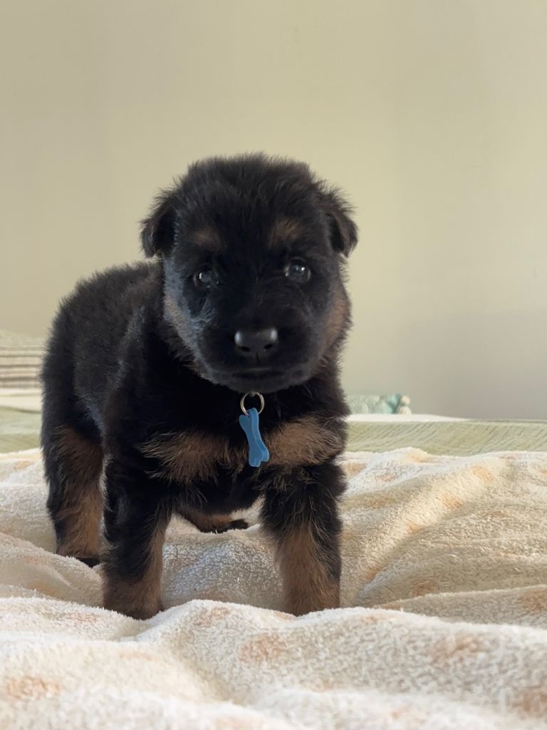 Des Pays Houdanais - Chiots disponibles - Berger de boheme