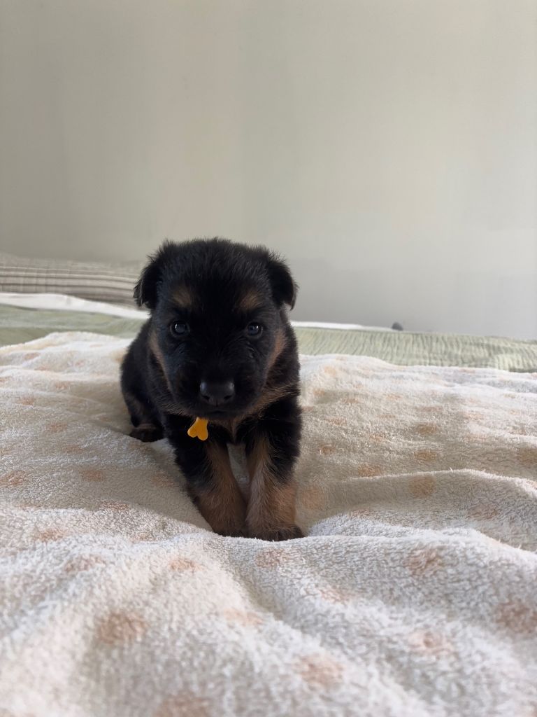 Des Pays Houdanais - Chiots disponibles - Berger de boheme