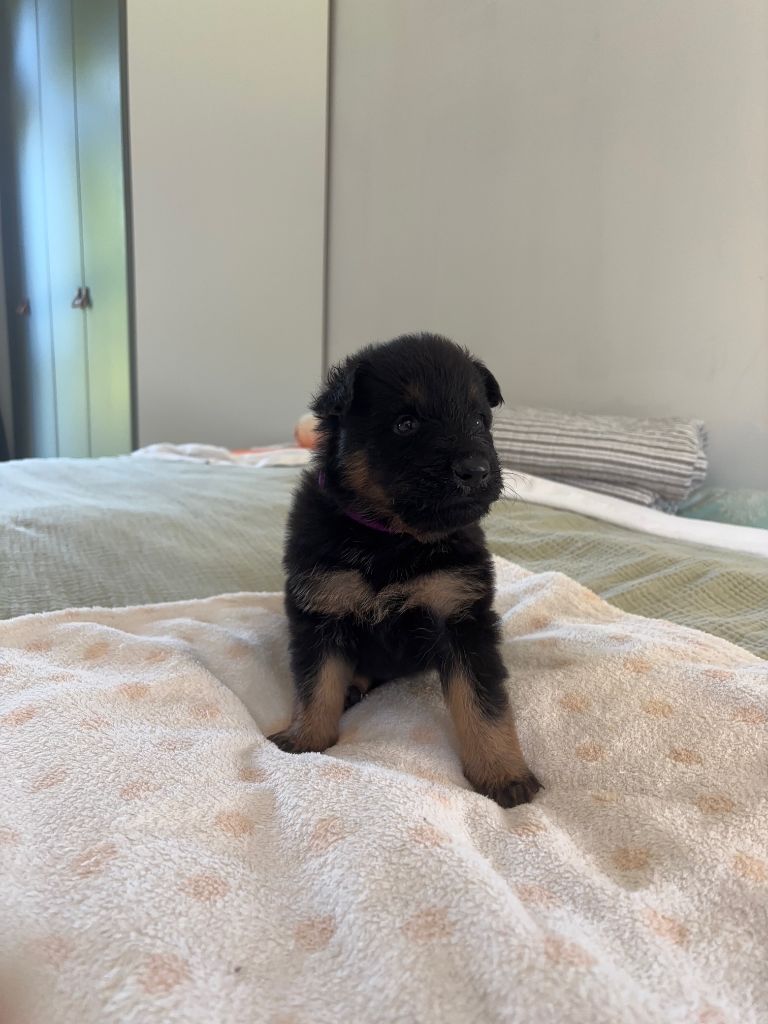 Des Pays Houdanais - Chiots disponibles - Berger de boheme